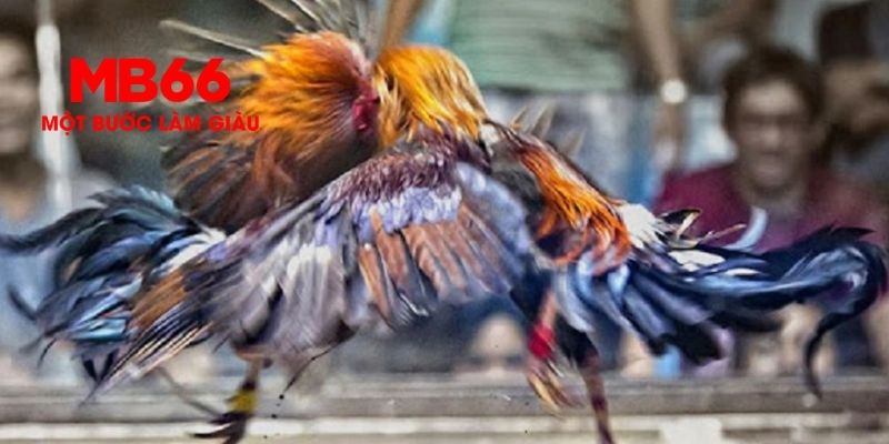 Đá gà MB66 là gì?