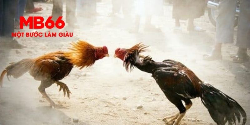 Kinh nghiệm soi kèo đá gà MB66 hiệu quả