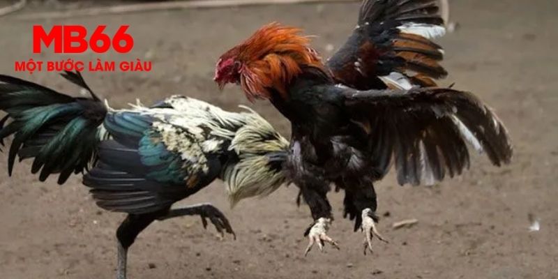 Những lưu ý quan trọng để đá gà MB66 an toàn và bền vững